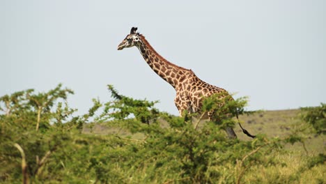 Toma-En-Cámara-Lenta-De-Una-Jirafa-Alta-Sobre-Las-Copas-De-Los-árboles-En-Lo-Alto-De-Pastoreo-En-Las-Ramas,-Vida-Silvestre-Africana-En-La-Reserva-Nacional-De-Masai-Mara,-Kenia,-Animales-De-Safari-De-áfrica-En-La-Conservación-Del-Norte-De-Masai-Mara