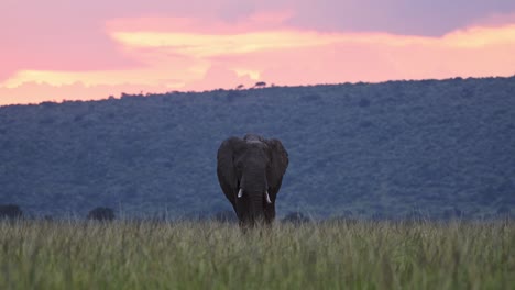Cámara-Lenta-De-La-Vida-Silvestre-Africana,-Elefante-Africano-En-Una-Hermosa-Puesta-De-Sol-Naranja-En-Masai-Mara,-Kenia,-Animales-De-Safari-En-Un-Paisaje-Dramático-Y-Luz-Dorada-En-La-Reserva-Nacional-De-Masai-Mara