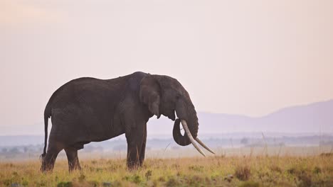 Zeitlupe-Des-Afrikanischen-Elefanten-Sonnenaufgangs-In-Der-Masai-Mara,-Afrikanische-Wildtiersafaritiere,-Wunderschöner-Sonnenuntergangshimmel-Und-Großes-Männchen-Mit-Großen-Stoßzähnen,-Das-Pflanzen-In-Der-Savannenlandschaft,-Masai-Mara,-Frisst