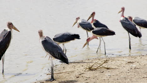Pequeño-Grupo-De-Cigüeñas-Marabú-En-Un-Agujero-De-Agua-En-El-Parque-Nacional-De-Nairobi