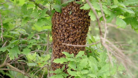 A-colony-of-bees-in-the-wild,-all-working-together-to-find-a-new-place-to-settle