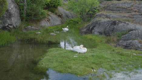 Schwanenfamilie-Auf-Feuchtgebieten-Nahe-Der-Norwegischen-Küste