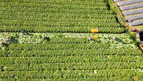 Aerial-top-down-shot-of-farmer-working-on-mustard-plantaiton-during-sunny-day-in-Indonesia,Asia