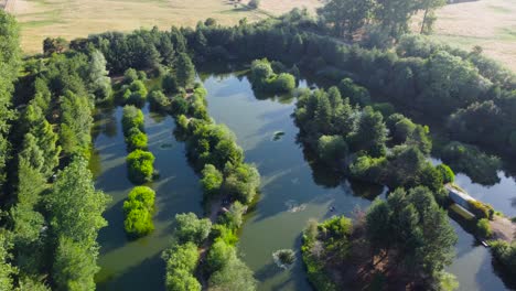 Tranquil-Pond-Among-Lush-Trees-In-The-Forest-In-Rural-Norfolk-In-England---aerial-shot