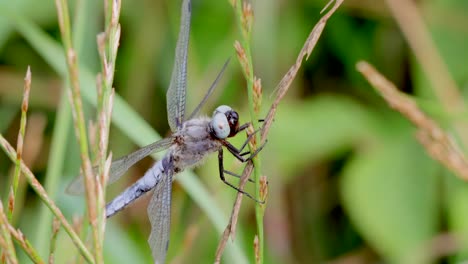 Close-up-shot-of-grey-white-Dragonfly-resting-on-plant-in-nature-during-sunny-day