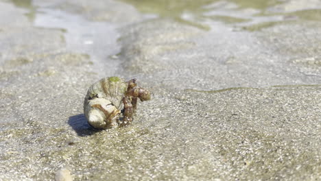 close-up-shot-of-a-hermit-crab-on-wet-sand-at-low-tide,-on-a-bright-sunny-day