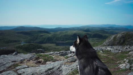 Alaskan-Malamute-Looking-At-View-From-Hill-In-Indre-Fosen,-Norway