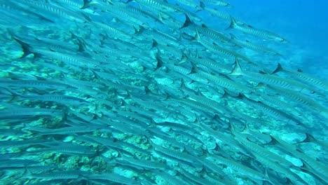 Underwater-close-up-of-huge-schooling-shoal-of-barracuda-fish,-scuba-diving-in-Indo-Pacific-of-Timor-Leste,-Southeast-Asia