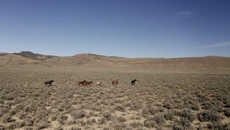 Wild-free-Mustang-herd-trotting-and-crossing-the-desert-landscape-on-summer-day