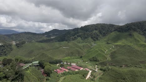 Flyover:-Dramatic-green-hillsides,-Cameron-Valley-Tea-plantation,-MAL