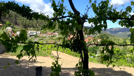 POV-Spaziergang-Zwischen-Wachsenden-Weintrauben-Am-Hügelhang-Mit-Einem-Kleinen-Portugiesischen-Dorf-Im-Hintergrund-An-Sonnigen-Tagen---Peneda-Gerês-Nationalpark,-Portugal