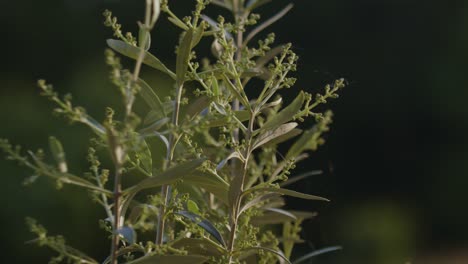 Junge-Olivenpflanze-Mit-Vom-Wind-Verwehten-Netzen
