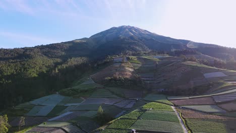Aerial-view-of-Large-vegetable-plantation-on-the-slope-of-mountain-with-blue-sky-in-sunny-morning