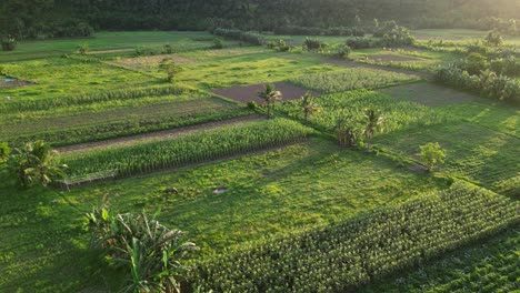 Cornfield-in-a-deforested-rainforest-clearing-in-Asia-aerial-dolly-in-sunrise