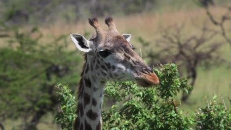 Close-up-shot-of-a-beautiful-giraffe-eating-and-chewing-leaves-from-the-tops-of-trees