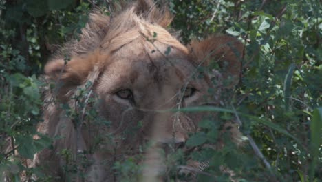 Static-shot-of-a-large-lion-standing-behind-foliage-stalking-its-prey-ready-to-attack