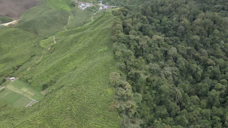 Lush-green-tea-plantation-abuts-dense-tropical-jungle-in-Malaysia-mtns