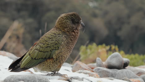 Seitenansicht-Eines-Vom-Aussterben-Bedrohten-Erwachsenen-Kea-Papageien,-Der-Im-Winter-In-Fiordland,-Neuseeland,-Auf-Den-Felsen-Steht