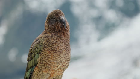 Close-up-of-Adult-Kea-Parrot-Looking-Around-In-Its-Habitat-In-Fiordland,-New-Zealand
