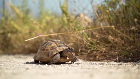 Nahaufnahme-Einer-Hermannsschildkröte-Unter-Der-Sonne-In-Kos,-Griechenland