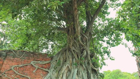 Bodhi-Baum-Der-Antiken-Stadt-Ayutthaya-Mit-Verschlungenen-Wurzeln-Und-Buddha-Kopfstatue