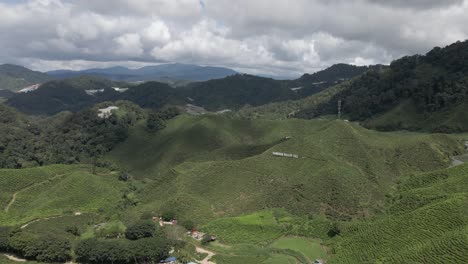 Lush-green-tea-bushes-grow-on-hillside-plantation-in-Malaysia,-aerial