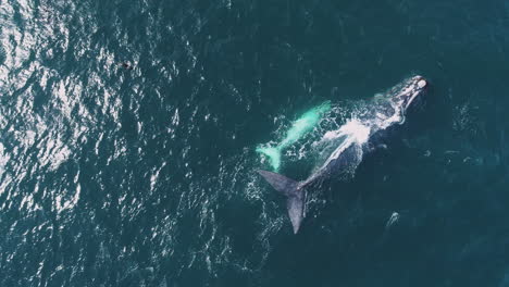 Aerial-top-down-view-over-white-brindle-whale-calf-swimming-with-its-mom