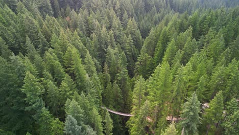 Aerial-pan-of-Lynn-Canyon-Suspension-Bridge-amongst-pine-trees,-Vancouver,-BC,-Canada