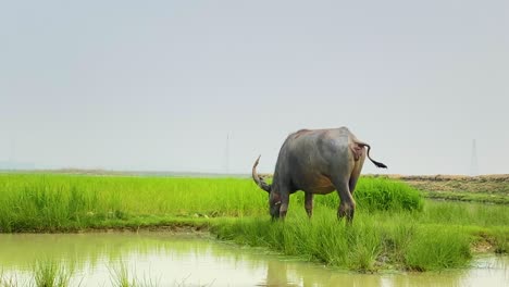 Horned-water-buffalo-grazing-near-small-pond-in-rural-Bangladesh