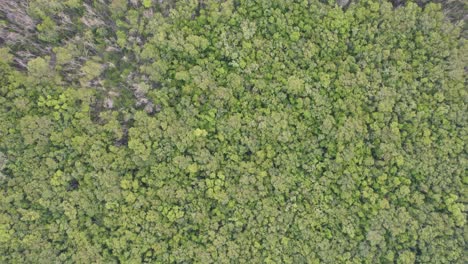 Top-down-aerial-view-of-beautiful-forest-canopy-in-Playa-del-Carmen,-Mexico