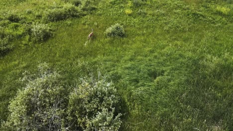 Drone-Chases-Scared-Wildlife-Running-Fawn-Deer-Doe-out-of-Hiding-Place-for-Outdoor-Aerial-Overhead-View-Over-Canadian-Grassland-Ecosystem-in-the-Manitoba-Summer-lakeside-park-habitat