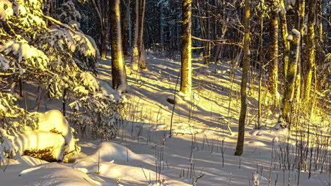 Statische-Zeitrafferaufnahme-Der-Sonne,-Die-über-Schneebedecktem-Waldbett-Scheint