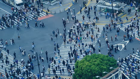 Aerial-view-crowd-of-people-at-the-street-of-Shibuya-scramble-crossing