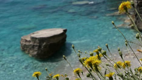 Türkisfarbenes,-Klares-Wasser,-Versteckter-Paradiesischer-Strand-Mit-Gelben-Blumen