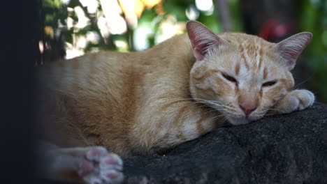 Slow-motion-shot-of-a-cat-waking-up-from-sleeping-on-a-wall-in-Bangkok,-Thailand