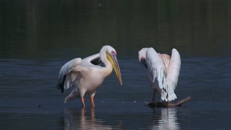 Hand-held-shot-of-a-pair-of-pelicans-flapping-their-wings-and-cleaning-in-Hagmon-Haula