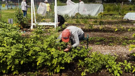 Mujer-Cultivando-Plantas-De-Tomate-En-Un-Jardín-Comunitario