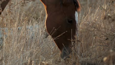 Low-angle-shot-of-a-brown-horse-grazing-in-a-meadow-under-sunlight