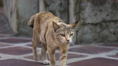 Slow-motion-tracking-shot-of-a-stray-brown-cat-walking-around-the-streets-of-Bangkok