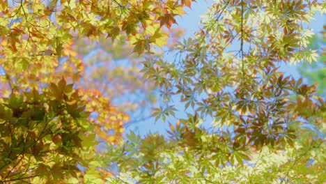 Orange,-Yellow-and-Green-Japanese-Maple-Leaves-Tree-on-the-windy-sunny-day-with-blue-sky-at-noon-in-a-park-in-slow-motion