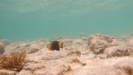 underwater-established-shot-of-marine-flora-and-fauna-with-rock-formation-on-the-Botton-of-sea-ocean-slow-motion-footage