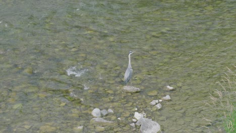 Heron-Bird-Perched-on-Rock-in-Shallow-Swiss-Alps-Stream-in-Summer