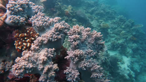 Cinematic-slow-motion-shot-of-moving-over-a-very-beautiful-and-colorful-coral-reef-in-4K,-120FPS,-Slomo-on-a-bright-and-sunny-day-in-very-clear-waters