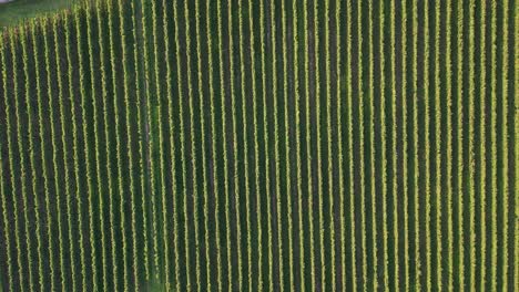 Aerial-Drone-View-Of-Greenery-Vineyards-In-Agricultural-Farmland