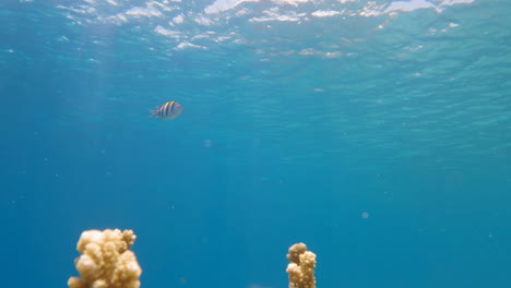 Cinematic-close-up-slow-motion-shot-of-yellow-corals-and-a-striped-fish-in-very-clear-waters-on-a-bright-and-sunny-day,-4K,-Slomo