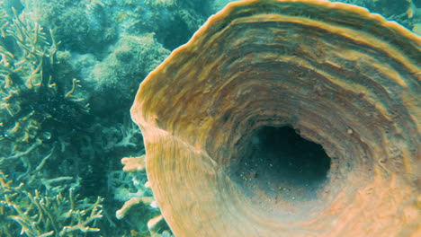 Cinematic-slow-motion-shot-of-a-funnel-shaped-coral-in-4K,-Slomo