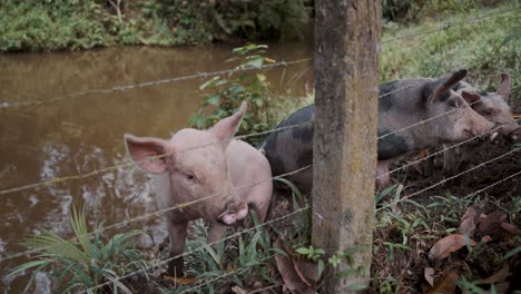 Pigs-Behind-Barbed-Wire-Fence-By-The-River