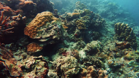 Cinematic-slow-motion-shot-of-a-bright-and-colorful-healthy-coral-reef-in-very-clear-waters-on-a-bright-and-sunny-day-in-4K,-Slomo