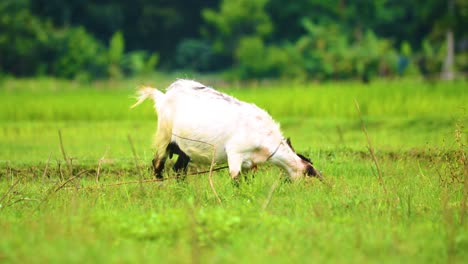 Cinematic-footage-of-a-black-bengal-goat-in-Bangladesh,-Black-with-Dutch-belt-Spotting