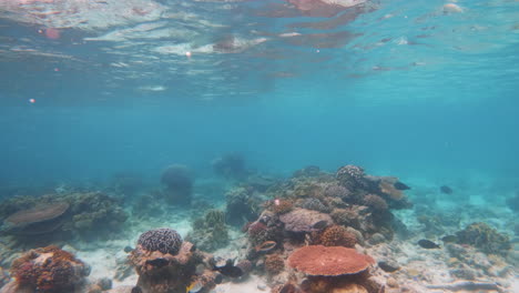 Filmische-Zeitlupen-Unterwasseraufnahme-Von-Bunten-Korallen-In-Hellem-Und-Klarem-Wasser,-4k,-120fps,-Slomo